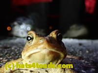 /home//u458753944/public_html/sourcegallery//////Roxborough Toad Detour/2021/2021-03-31/P3310139.JPG